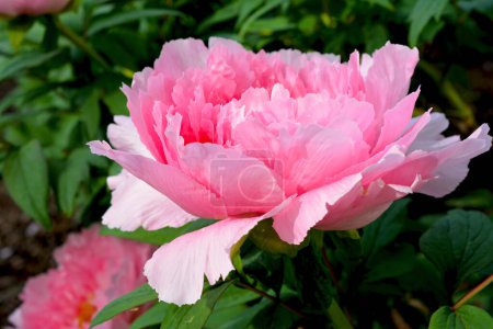 Téléchargez les photos : Pivoines en fleurs dans le parc de la ville au printemps. Magnifiquement belles fleurs en fleurs. - en image libre de droit
