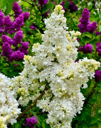 Téléchargez les photos : Superbe lilas blanc fleuri. Lilas en fleurs avec un parfum agréable. - en image libre de droit
