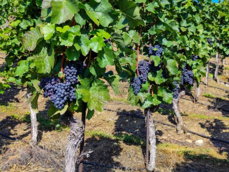 Foto de Ramo de uvas de maduración en tiempo soleado. Uvas bellamente cultivadas para hacer un vino precioso. Un regalo de bienvenida para niños y adultos. - Imagen libre de derechos