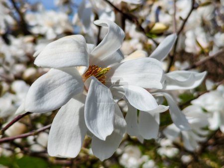 A delightful white magnolia stellata on a sunny day when spring is in all its glory.