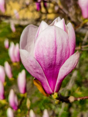 Beautiful pink magnolia flowers blooming in springtime on blue sky background. Magnolia flower in the garden, close up photo with selective focus.