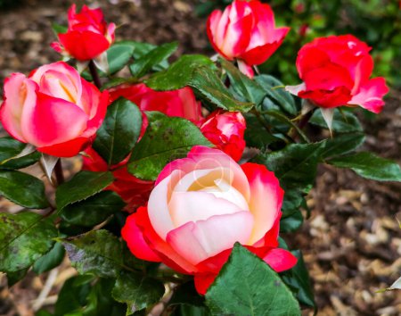 Delightful roses blooming in a city park on a sunny summer day. Scarlet flower.