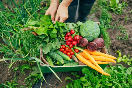 Granjera sosteniendo una caja con surtido de verduras orgánicas frescas. Alimentos orgánicos saludables, verduras, agricultura 