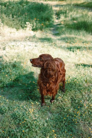 Photo for Portrait of Happy brown cute Irish Setter puppy dog with foliage bokeh background. Head shot of smile dog with colorful spring leaf at sunset with space for text. High quality photo - Royalty Free Image