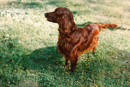 Photo for Portrait of Happy brown cute Irish Setter puppy dog with foliage bokeh background. Head shot of smile dog with colorful spring leaf at sunset with space for text. High quality photo - Royalty Free Image