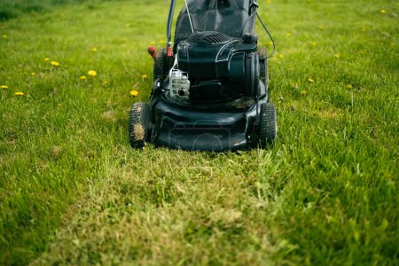 Lawn mower cutting green grass in backyard.Gardening background. High quality photo
