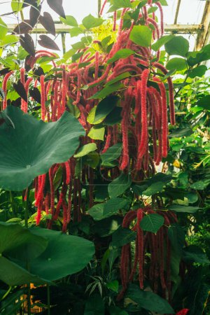 Foto de Cerca de la planta de Chenille, Acalypha hispida en un jardín. foto de alta calidad - Imagen libre de derechos