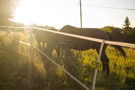 Téléchargez les photos : Cheval sur nature. Portrait d'un cheval, cheval brun marchant dans un champ au lever du soleil. - en image libre de droit