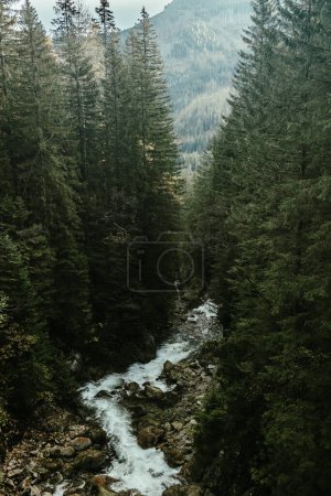 Cascade de rivière sauvage dans la forêt de montagne. Photo de haute qualité
