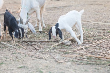 Foto de Criar cabras para la alimentación en las zonas rurales .make la cabra feliz - Imagen libre de derechos