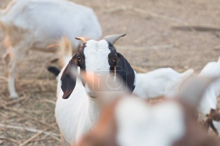 Foto de Criar cabras para la alimentación en las zonas rurales .make la cabra feliz - Imagen libre de derechos