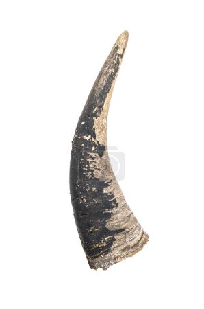Horn, old and cracked.  isolated on white background