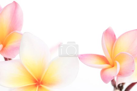 Wiele kwiatów frangipani są piękne na białym tle. z przestrzenią do kopiowania