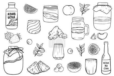 Kombucha tea and ingredients. Kombucha sketch. Ingredients for homemade fermented tea. Kombucha drink. Tea mushroom, tea fungus Hand drawn vector illustration.