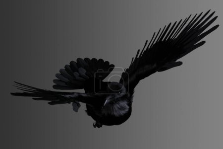 Foto de Cuervo volando sobre un fondo aislado. - Imagen libre de derechos