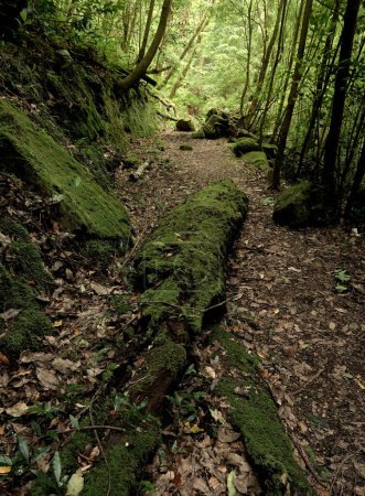 Foto de Camino a través del bosque en verano - Imagen libre de derechos