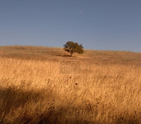 Foto de Un plano vertical de un campo con un árbol en el fondo - Imagen libre de derechos