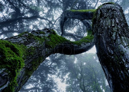 Foto de Entrelazado, Parque natural Sintra-Cascais, Portugal - Imagen libre de derechos
