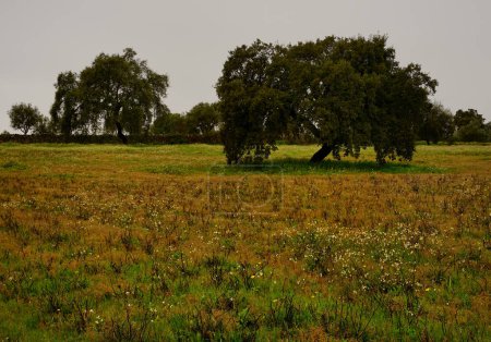 Foto de Una hermosa vista de un campo, Monsanto, Castelo Branco, portugal - Imagen libre de derechos