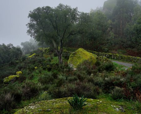 Die Schönheit des Nebels auf dem Berg, Monsanto, Castelo Branco, Portugal