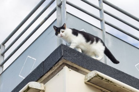 Téléchargez les photos : Street cat walking along an elevated terrace and looking at camera - en image libre de droit