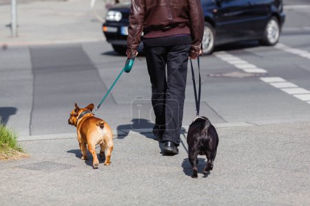 Photo for Man walking with his two french bulldogs in the city - Royalty Free Image