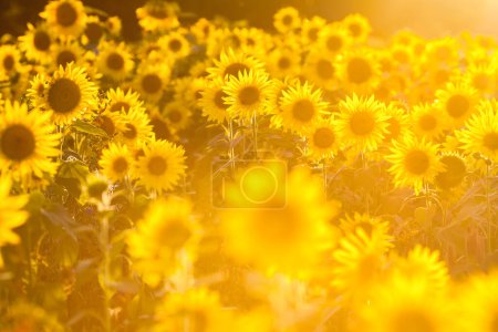 Foto de Picture of a field with masses of yellow sunflowers against the light - Imagen libre de derechos