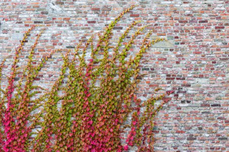 Foto de Cuadro decorativo de una pared de ladrillo cubierta de zarcillos de vid de color otoño - Imagen libre de derechos