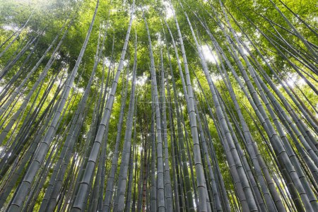 Photo for Low angle view of the Bamboo forest of Arashiyama near Kyoto, Japan - Royalty Free Image