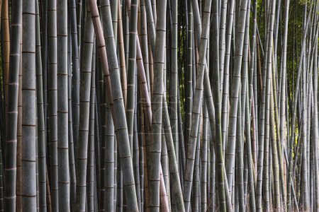 Téléchargez les photos : Vue détaillée de la forêt de bambous d'Arashiyama près de Kyoto, Japon - en image libre de droit