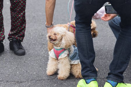 Téléchargez les photos : Photo d'un homme qui met de mignons petits chiens dans la rue - en image libre de droit