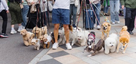 Téléchargez les photos : Photo d'un homme qui marche avec beaucoup de chiens à Tokyo, Japon - en image libre de droit