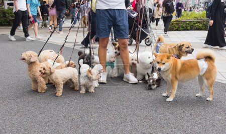 Photo for Picture of a man who is walking with lot of dogs in Tokyo, Japan - Royalty Free Image
