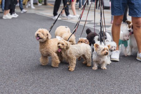 Téléchargez les photos : Photo d'un homme qui marche avec beaucoup de chiens dans la ville - en image libre de droit