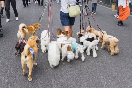 Téléchargez les photos : Photo d'un homme qui marche avec beaucoup de chiens à Tokyo, Japon - en image libre de droit