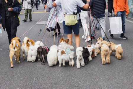 Téléchargez les photos : Photo d'un homme qui marche avec beaucoup de chiens dans la ville - en image libre de droit