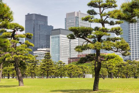 Foto de Jardín Nacional Kokyo Gaien, los jardines exteriores del Palacio Imperial en Tokio, Japón, con rascacielos en el fondo - Imagen libre de derechos