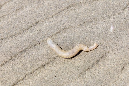 Téléchargez les photos : Image d'un ver lugworm de couleur claire sur une plage de sable - en image libre de droit