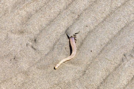 Foto de Imagen de una lombriz que se esconde en la arena de una playa en el océano atlántico - Imagen libre de derechos