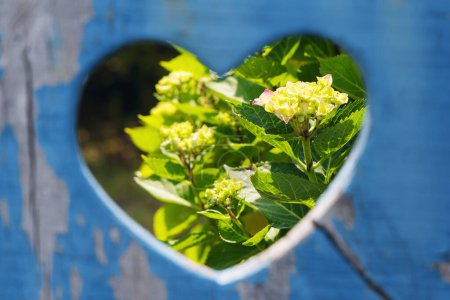 Téléchargez les photos : Photo d'une découpe en forme de cœur dans une vieille porte en bois bleu donnant sur un jardin - en image libre de droit