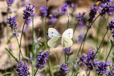 Photo for Cabbage white butterfly flies between lavender flowers, with opened wings - Royalty Free Image