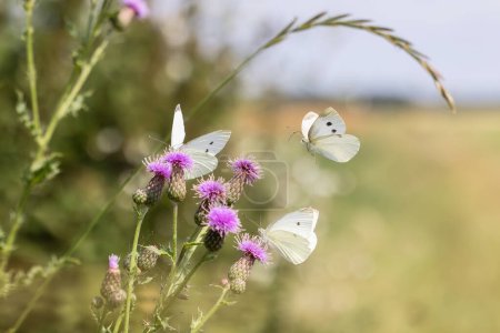 Photo for Picture of cabbage white butterflies visiting thistle flowers at the edge of a field - Royalty Free Image