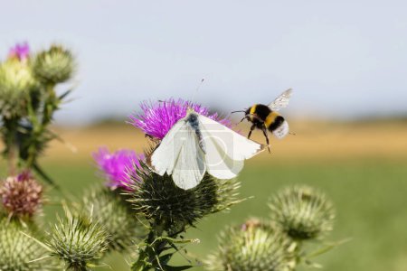Téléchargez les photos : Photo d'un bourdon qui attaque un chou papillon blanc assis sur une fleur de chardon - en image libre de droit