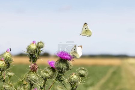 Foto de Imagen de mariposas blancas repollo visitando flores de cardo en el borde de un campo - Imagen libre de derechos