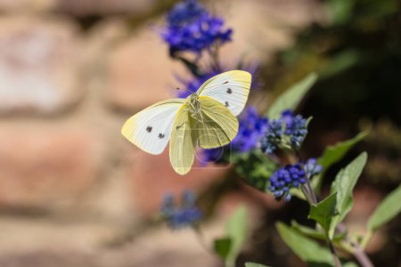 Téléchargez les photos : Photo d'un papillon blanc de chou volant devant les fleurs de Caryopteris, avec les ailes ouvertes en vue frontale - en image libre de droit
