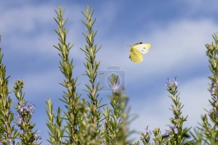Photo for Picture of aflying cabbage white butterfly over a rosemary bush - Royalty Free Image