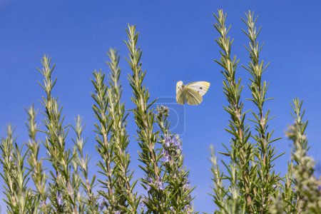 Téléchargez les photos : Image de papillon blanc de chou sur un buisson de romarin - en image libre de droit
