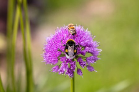 Foto de Imagen de un abejorro y una abeja en una flor de alium en el jardín - Imagen libre de derechos