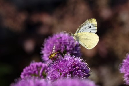 Téléchargez les photos : Photo d'un papillon blanc de chou volant sur des fleurs d'allium dans le lit de jardin - en image libre de droit