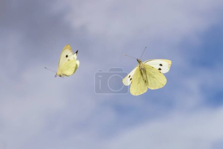 Téléchargez les photos : Image de deux papillons blancs de chou volant dans l'air - en image libre de droit